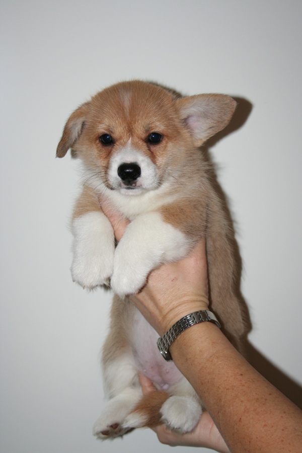 Puppies